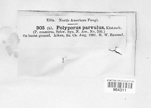 Polyporus parvulus image